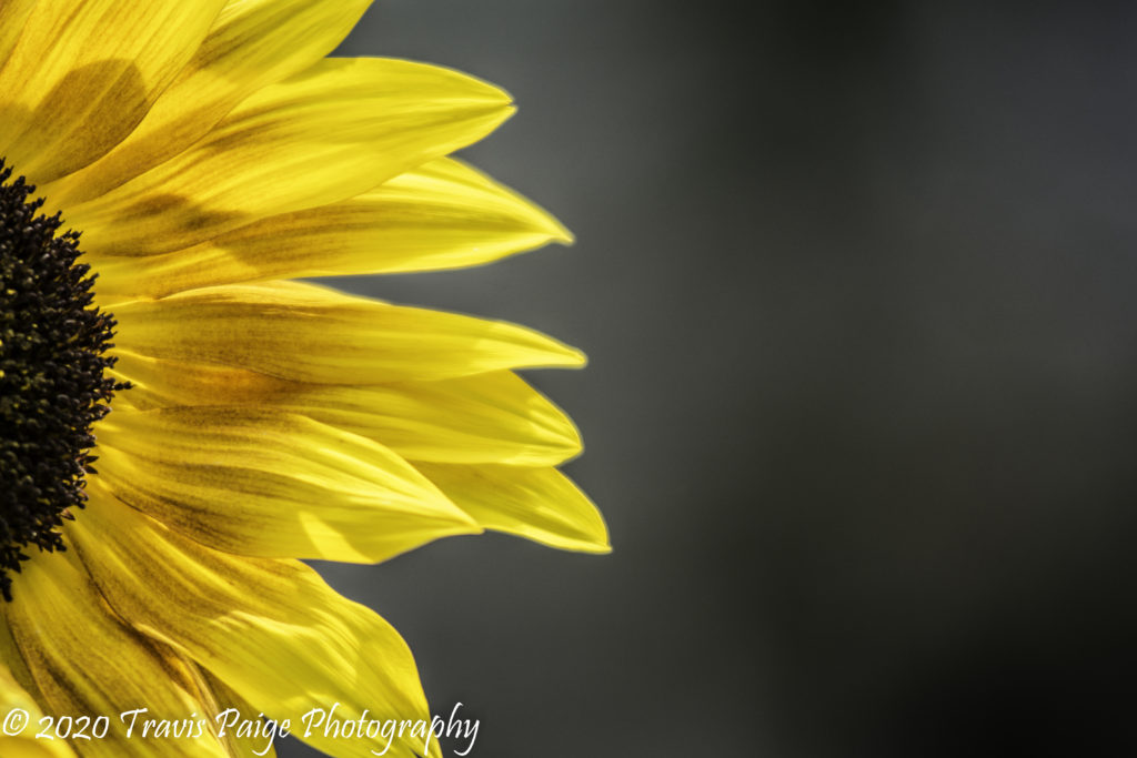 sunflowers2