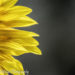 sunflowers2