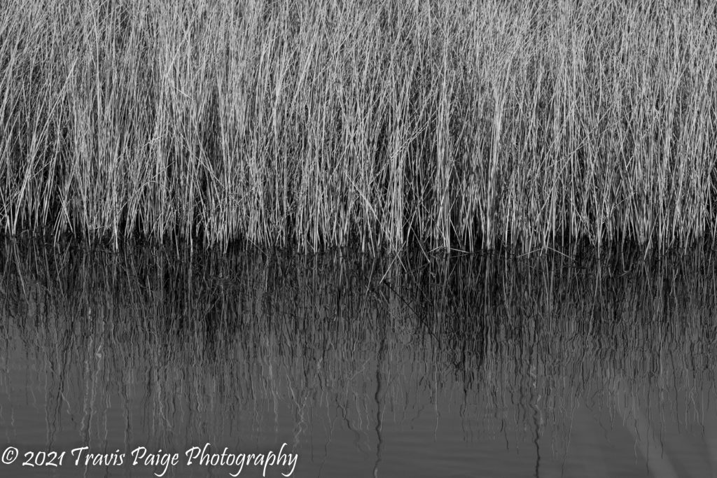 Lake Woodruff Tall Grass