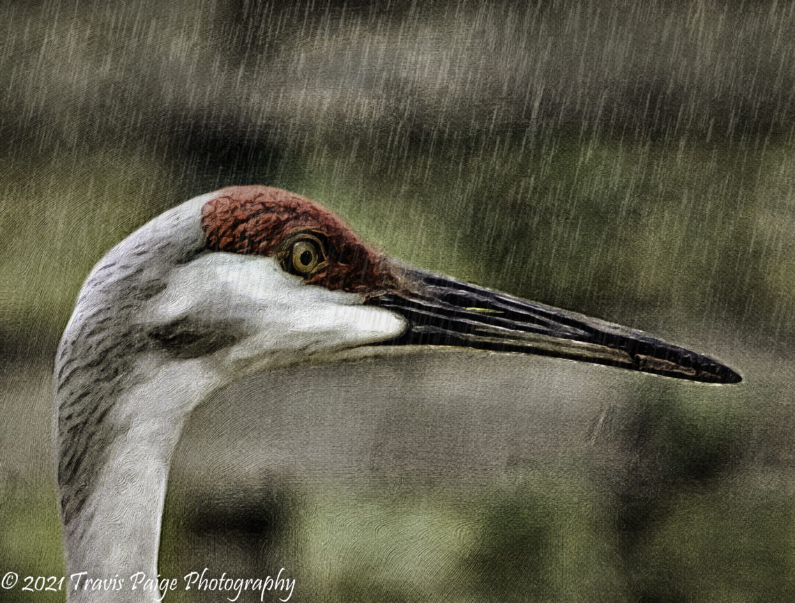 Florida Crane Rain Digital Art